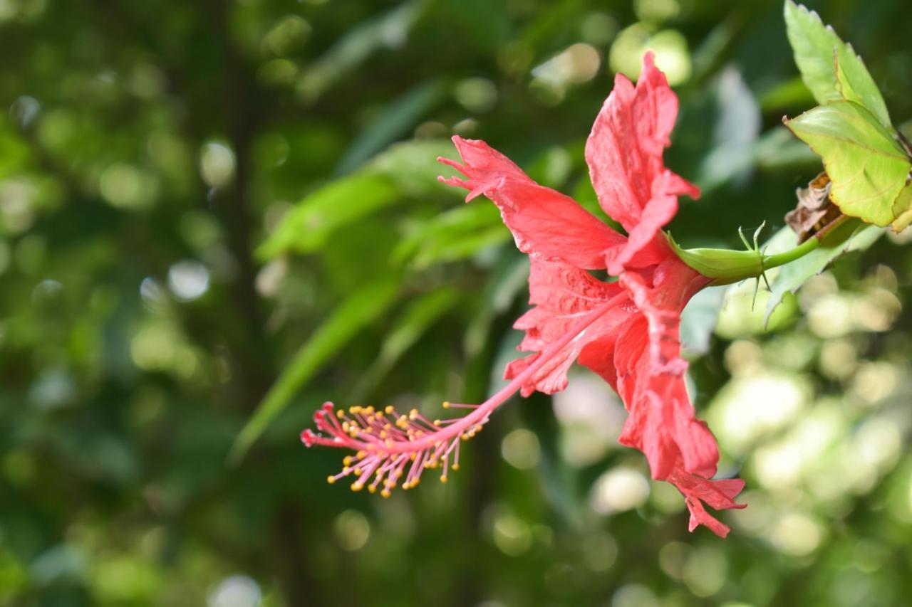 Passiflora Lodge Tambopata 푸에르토말도나도 외부 사진