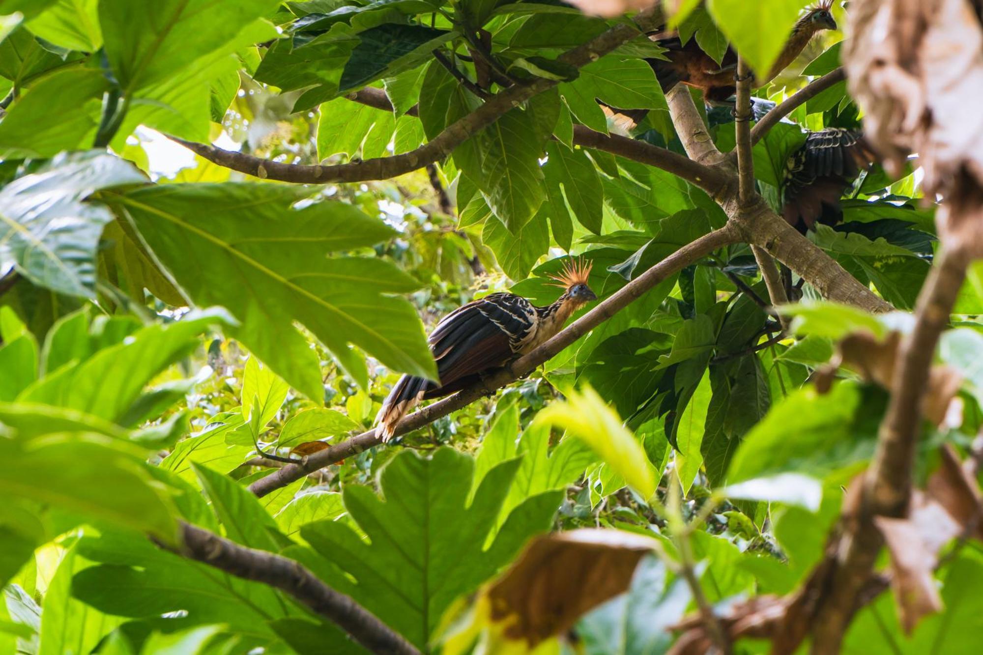 Passiflora Lodge Tambopata 푸에르토말도나도 외부 사진